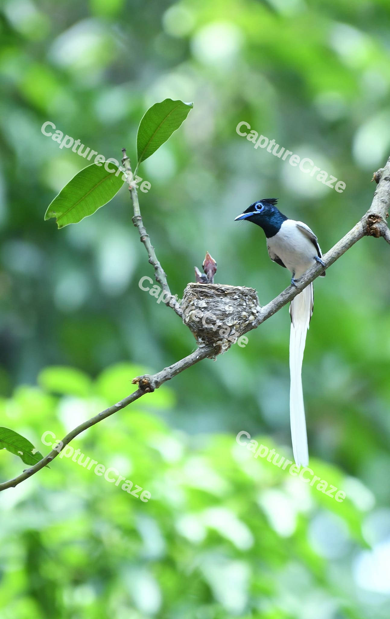 Flycatcher Bird